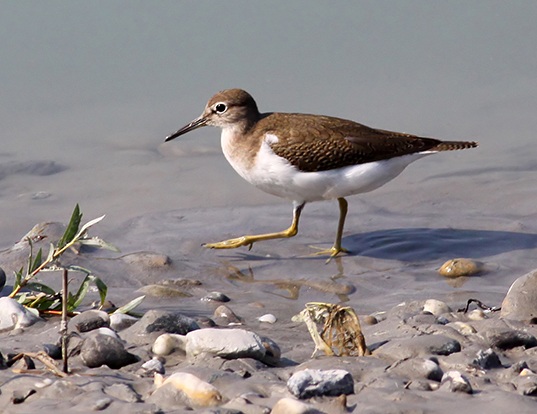 WESTERN SANDPIPER LIFE EXPECTANCY