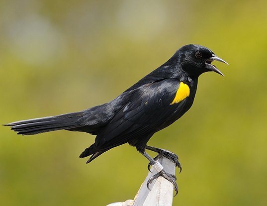 Esperanza De Vida De Los Yellow Shouldered Blackbird