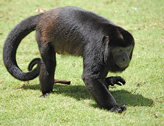 MANTLED HOWLER MONKEY LIFE EXPECTANCY