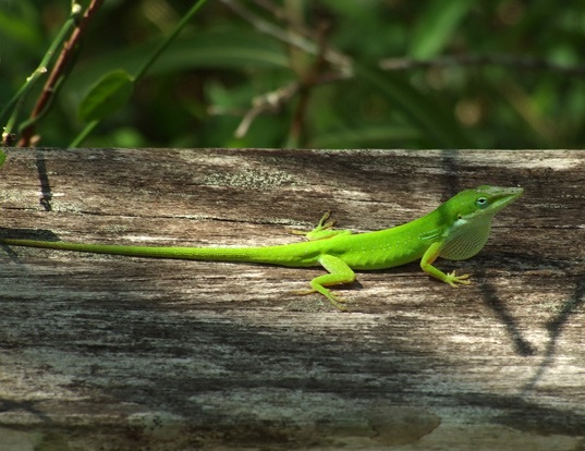 GREEN ANOLE LIFE EXPECTANCY