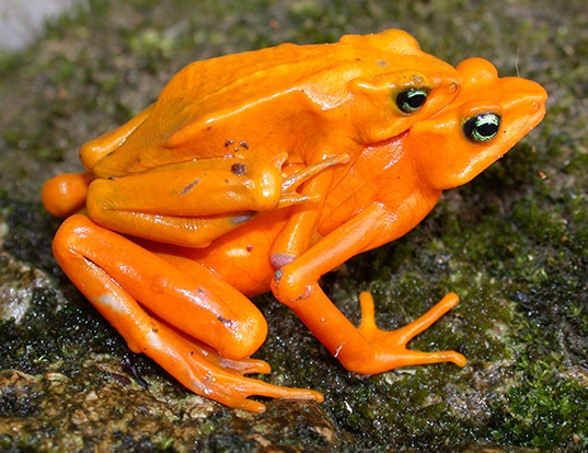 GOLDEN ARROW POISON FROG LIFE EXPECTANCY