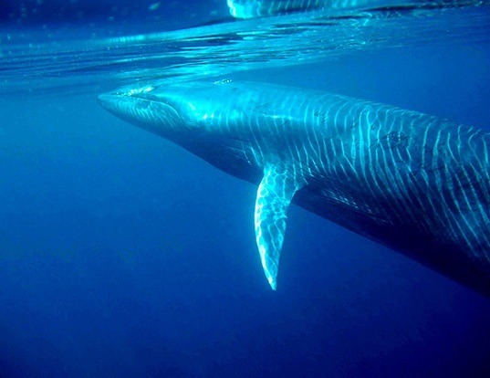 BLUE WHALE LIFE EXPECTANCY