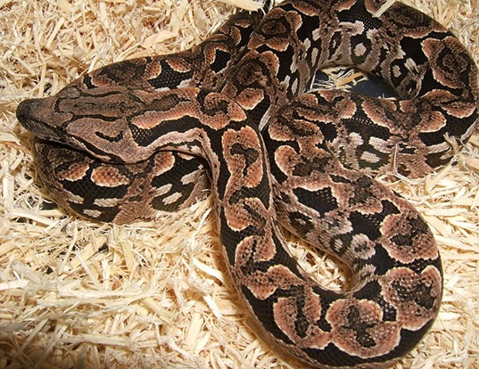 DUMERIL'S BOA LIFE EXPECTANCY