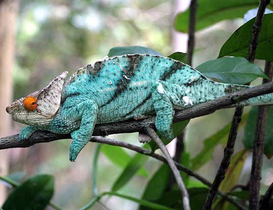 PARSON'S CHAMELEON LIFE EXPECTANCY