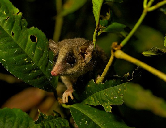 HONEY POSSUM LIFE EXPECTANCY