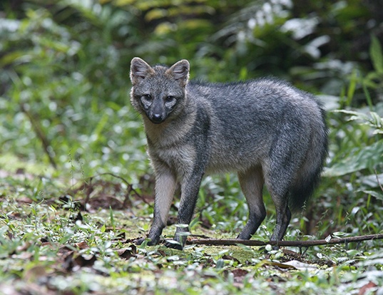 ARCTIC FOX LIFE EXPECTANCY