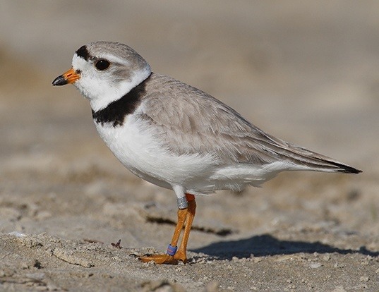 MOUNTAIN PLOVER LIFE EXPECTANCY