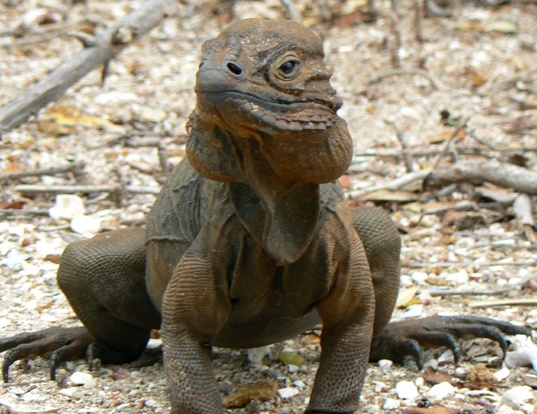 SPINY-TAILED IGUANA LIFE EXPECTANCY