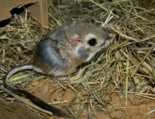 MERRIAM'S KANGAROO RAT LIFE EXPECTANCY