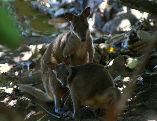 GRAY DORCOPSIS LIFE EXPECTANCY