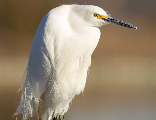 great-egret-life-expectancy