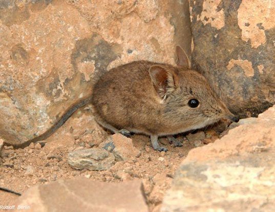 MASKED SHREW LIFE EXPECTANCY