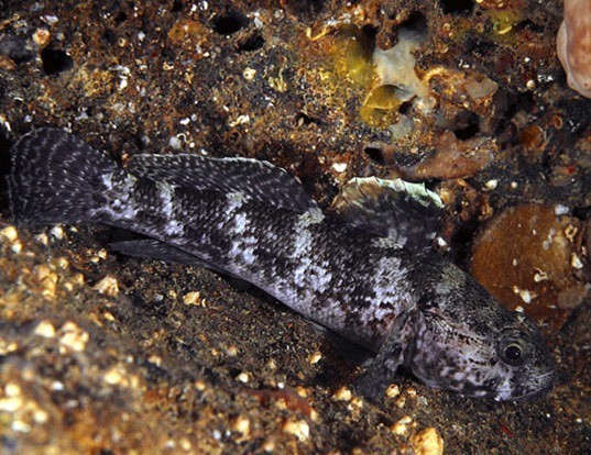 FRECKLED GOBY LIFE EXPECTANCY