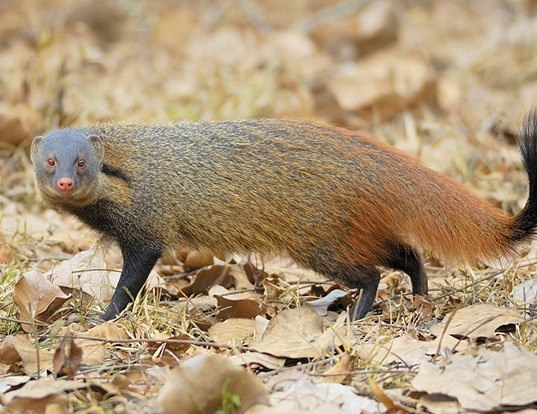 Small Asian Mongoose Life Expectancy 0151