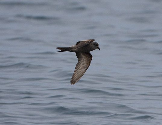 HAWAIIAN PETREL LIFE EXPECTANCY