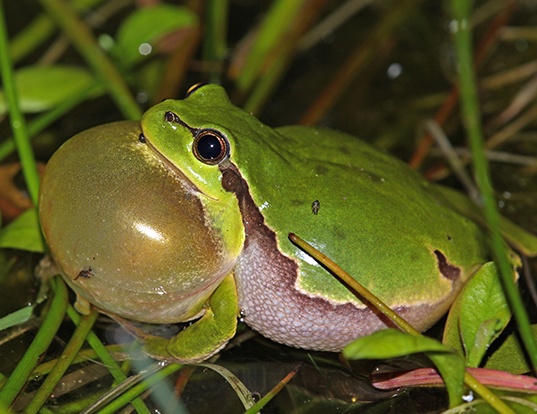 European Tree Frog Life Expectancy