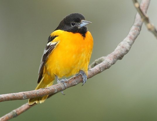 Baltimore Oriole Life Expectancy