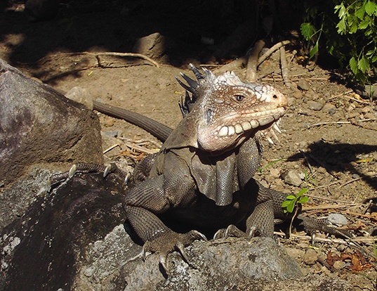 WEST INDIAN IGUANA LIFE EXPECTANCY