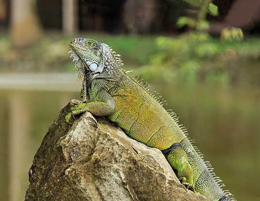 GREEN IGUANA LIFE EXPECTANCY