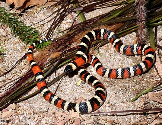 CALIFORNIA MOUNTAIN KINGSNAKE LIFE EXPECTANCY