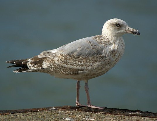 EUROPEAN HERRING GULL LIFE EXPECTANCY