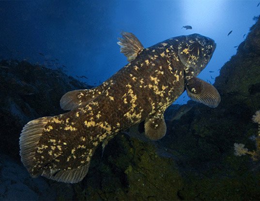 COELACANTH LIFE EXPECTANCY