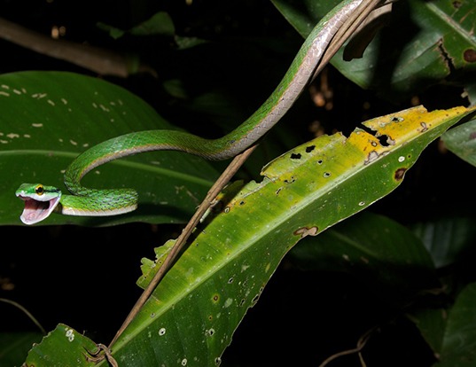 Parrot Snake Life Expectancy