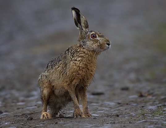 EASTERN COTTONTAIL LIFE EXPECTANCY