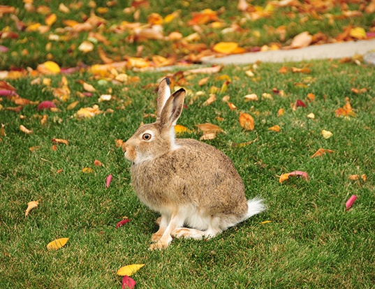 Life Expectancy Of Cottontail Rabbit