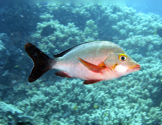 HUMPBACK RED SNAPPER LIFE EXPECTANCY