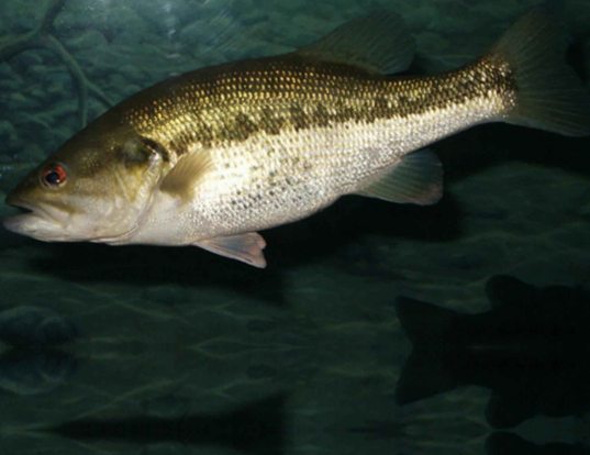 Largemouth Bass Life Expectancy