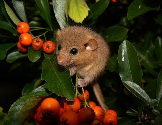 Forest Dormouse Life Expectancy