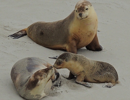 NEW ZEALAND SEA LION LIFE EXPECTANCY