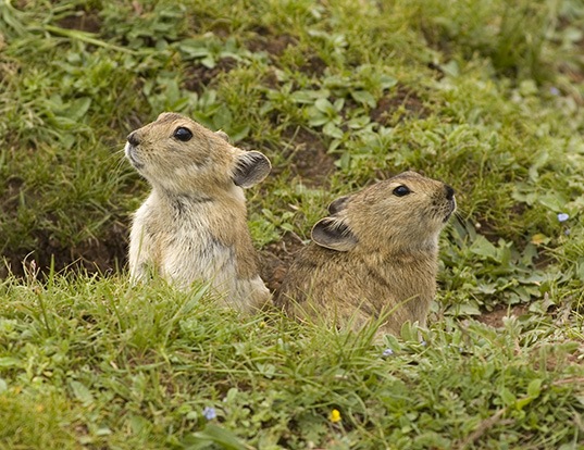 NORTHERN PIKA LIFE EXPECTANCY