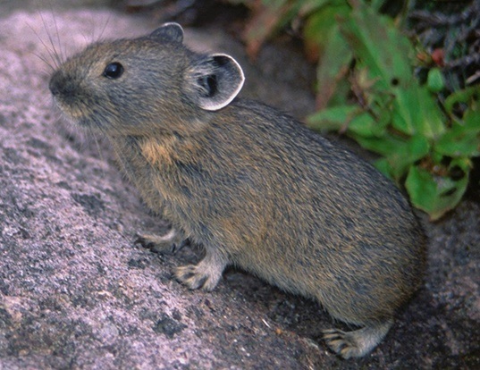 NORTHERN PIKA LIFE EXPECTANCY