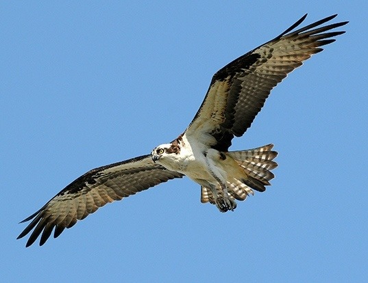 osprey lifespan