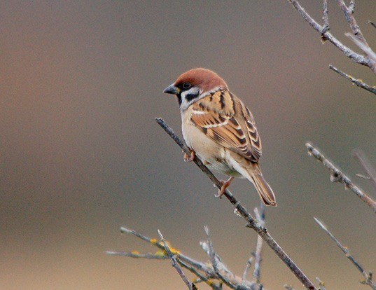 HOUSE SPARROW LIFE EXPECTANCY