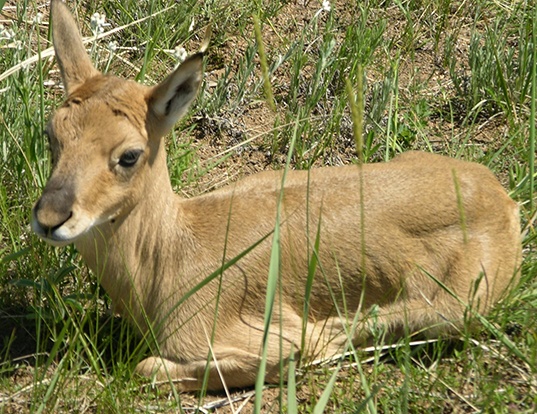 THOMSON'S GAZELLE LIFE EXPECTANCY