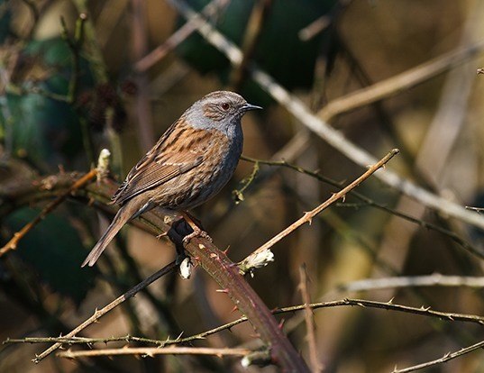 HOUSE SPARROW LIFE EXPECTANCY