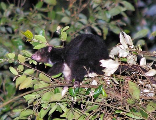 Herbert River Ringtail Possum Life Expectancy