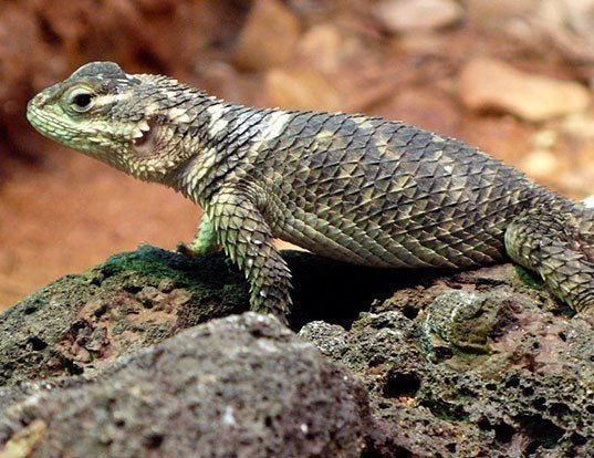 DESERT SPINY LIZARD LIFE EXPECTANCY