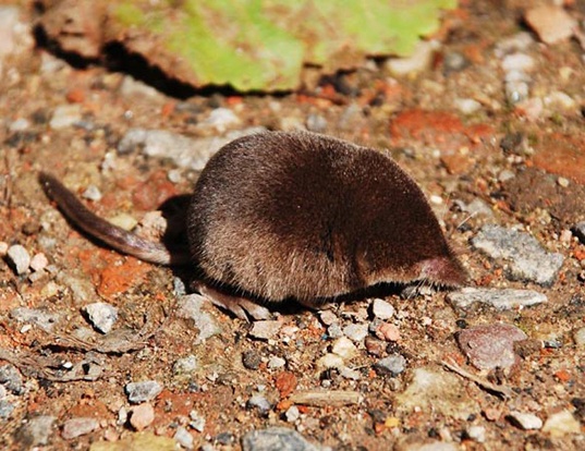 SMOKY SHREW LIFE EXPECTANCY