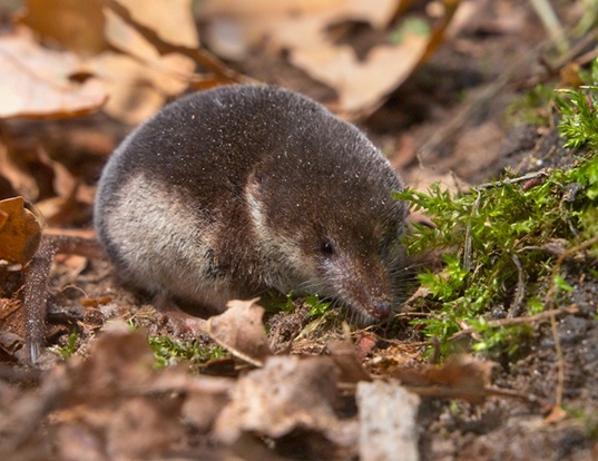 MASKED SHREW LIFE EXPECTANCY