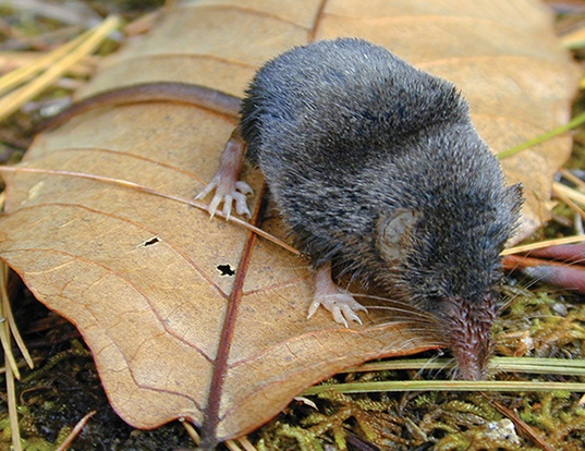 SMOKY SHREW LIFE EXPECTANCY