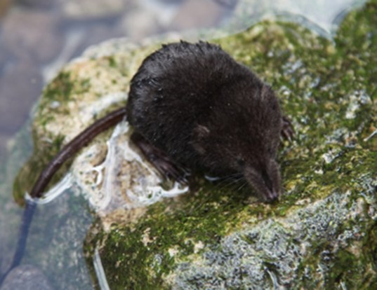 SMOKY SHREW LIFE EXPECTANCY