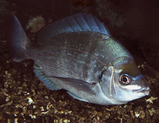 BLACK SEA BREAM LIFE EXPECTANCY