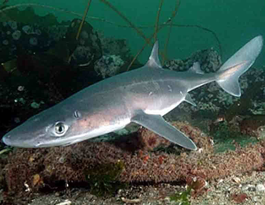 SPINY DOGFISH LIFE EXPECTANCY