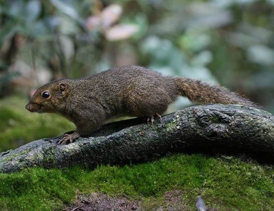 EASTERN GRAY SQUIRREL LIFE EXPECTANCY