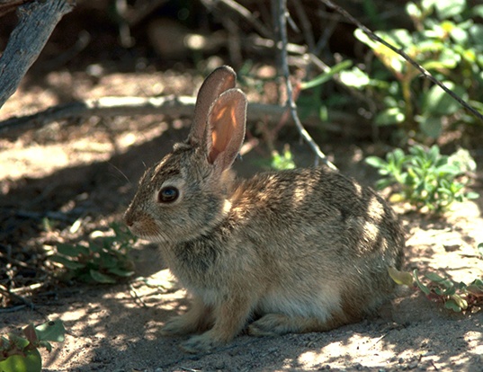 BLACK-TAILED JACK RABBIT LIFE EXPECTANCY