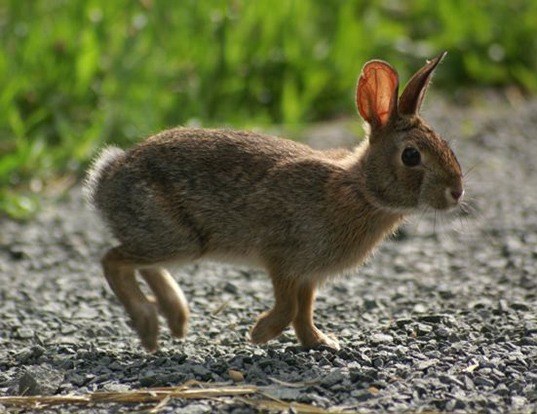 DESERT COTTONTAIL LIFE EXPECTANCY